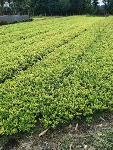 台州绿化工程量身定制